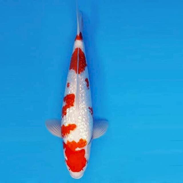 MAGURO 3 - Kohaku Gin Rin ®
