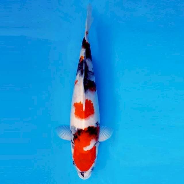 MAGURO 4 - Kindai Showa ®
