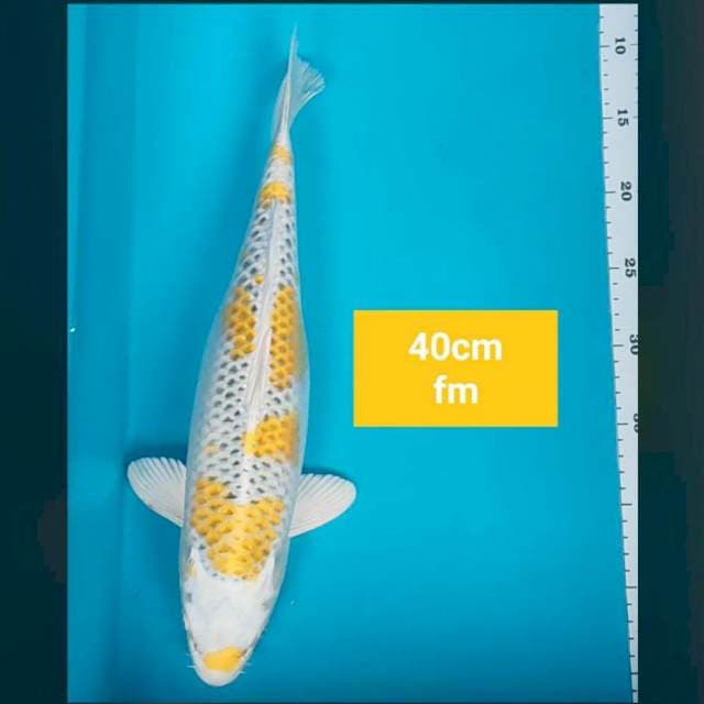 Hariwake jos 40cm
