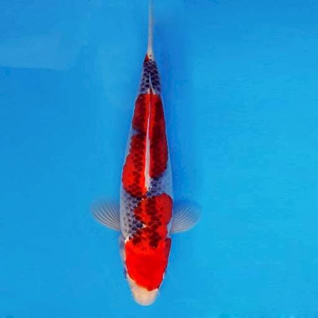 TORA 15 ~ Goshiki ™