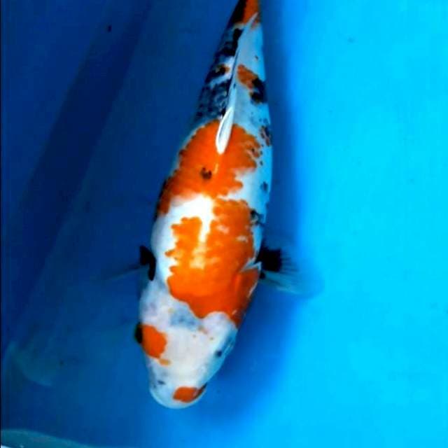 Kage showa 32cm