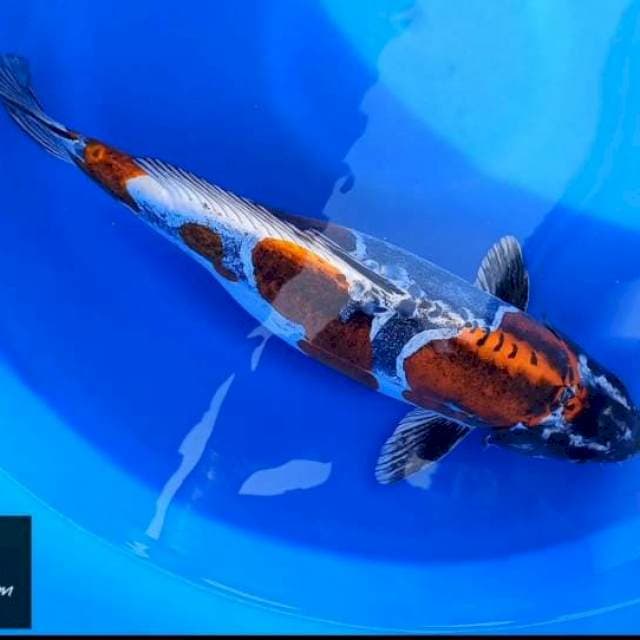 Super kiko 43 cm