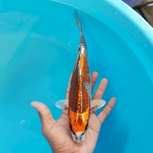 Beni Gingga 27cm