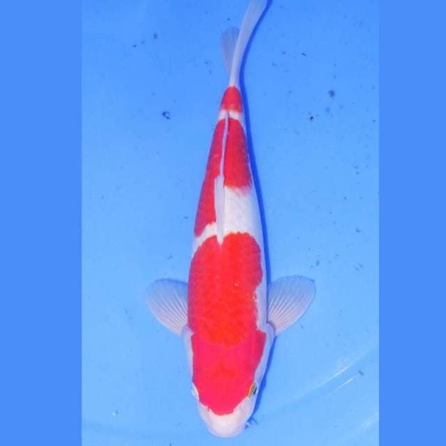 SANDAN KOHAKU