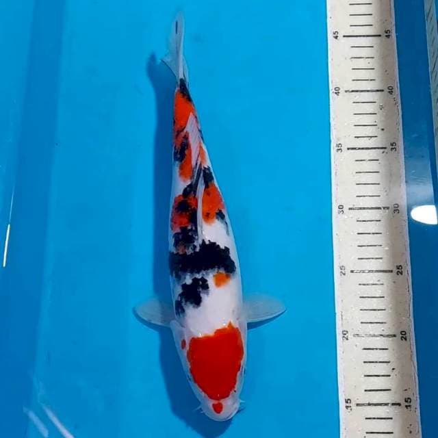 ORIGINAL MARUTEN SANKE 31 CM
