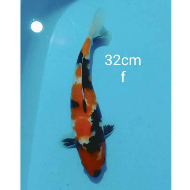 Showa 32cm