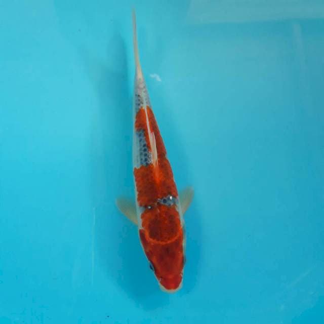 Goshiki Red Mantap 24cm