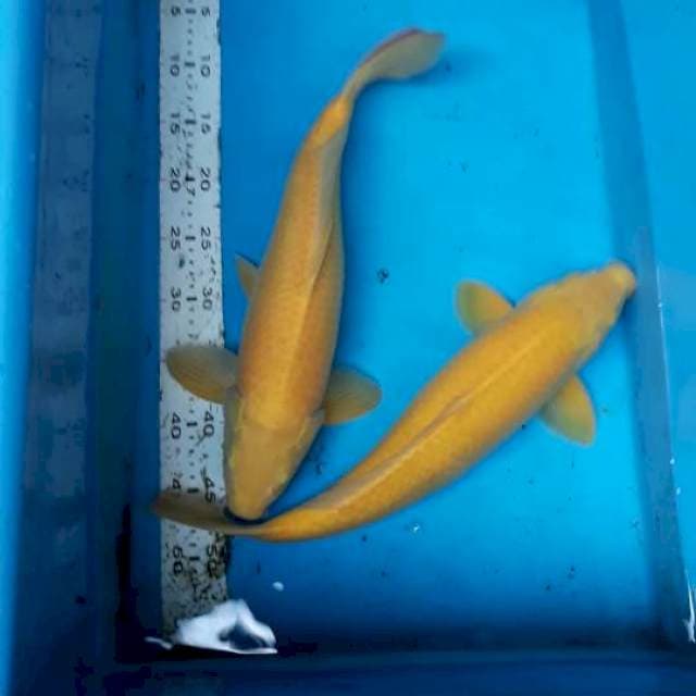 Karasi 43, 45 cm