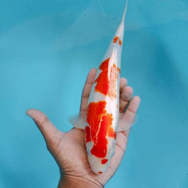 Kohaku31cm