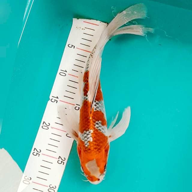 Kumpay goshiki 35cm