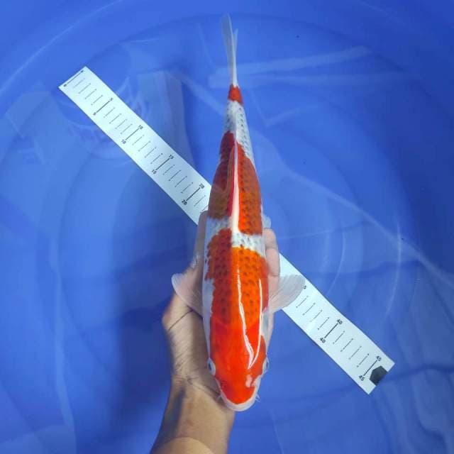 Goshiki 35cm