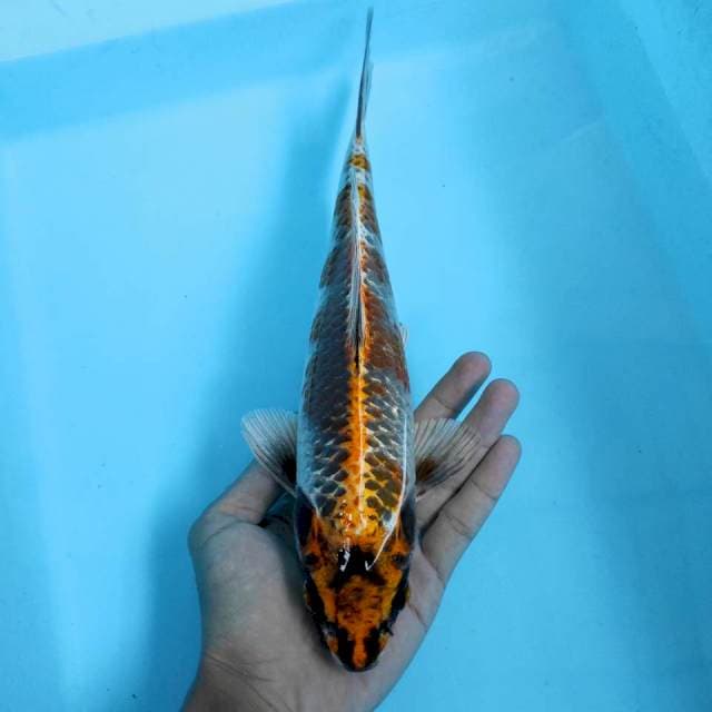 Benigingga 28cm