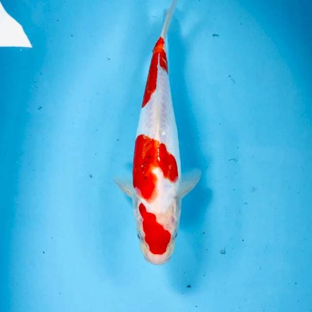 Doitsu, 27 cm