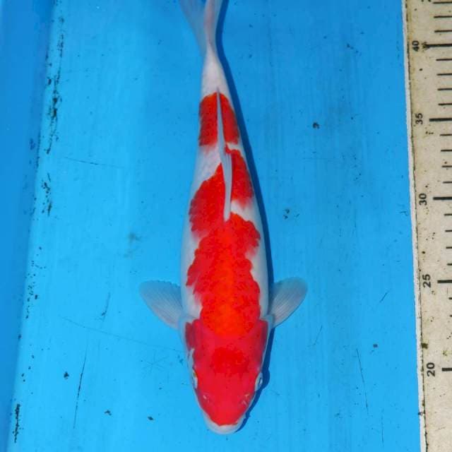 KOHAKU