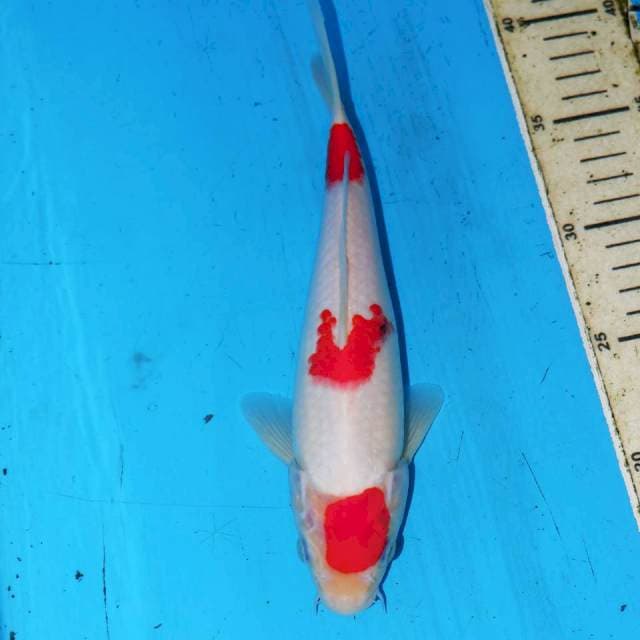 KOHAKU