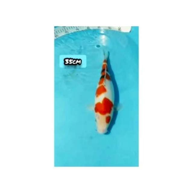 SANKE 35cm
