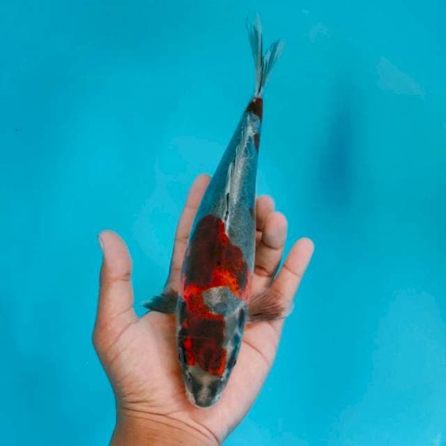 Benikiko27cm