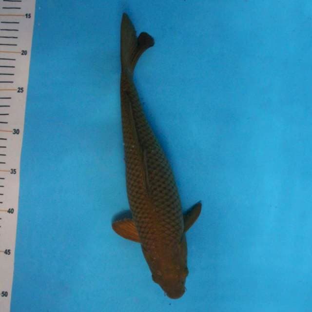 Chagoi Tembaga