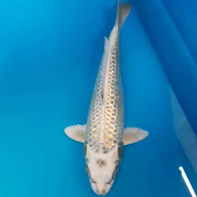Mukashi Ginrin 25 cm