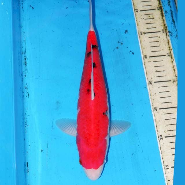 AKA SANKE 32cm