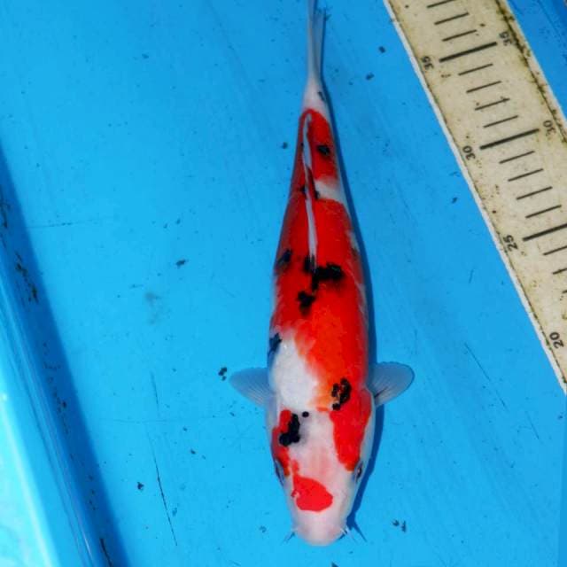 SANKE 27cm