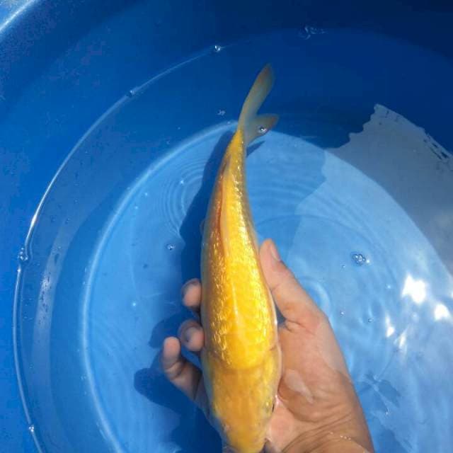Karashi Ginrin Rata dan Munuk