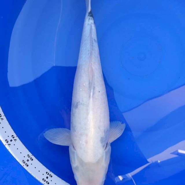 Dainichi shiro 50 cm