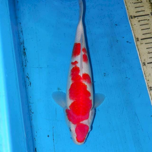 KOHAKU ABSTRAK