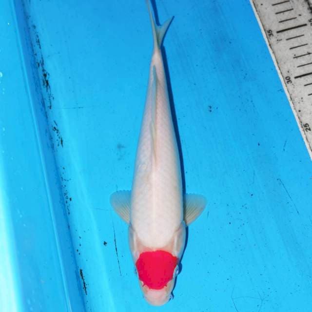 TANCHO KOHAKU MANIS