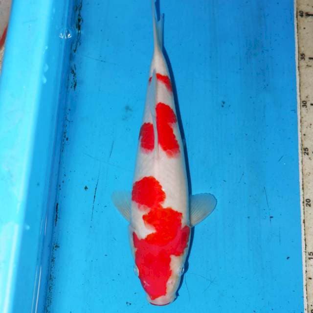 KOHAKU PROSPECT