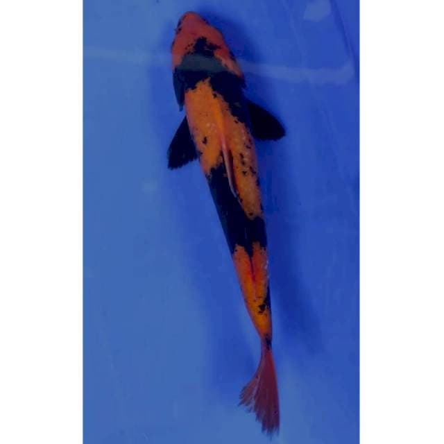 27 cm # UTSURI