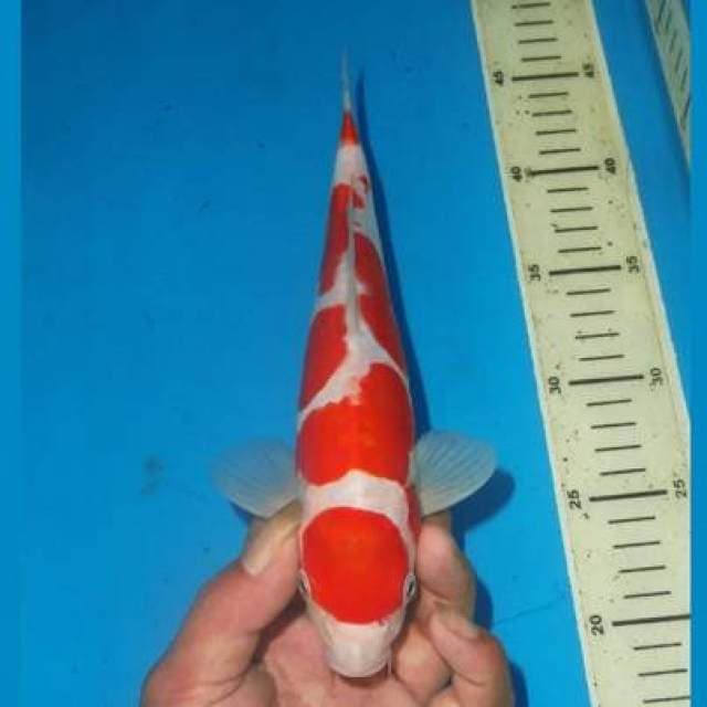 MARUTEN KOHAKU DOITSU 4 STEP