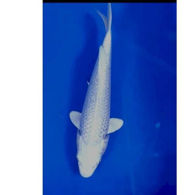 26 cm # PLATINUM GINRIN