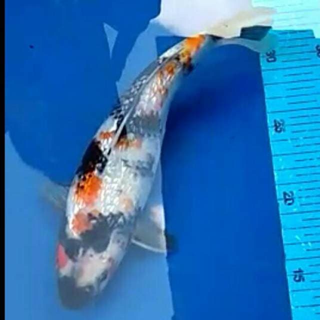 STRONG FULL GINRIN SHOWA 27cm