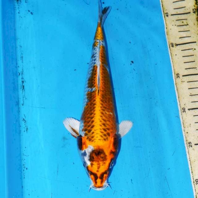 28CM KOUKU KUJAKU