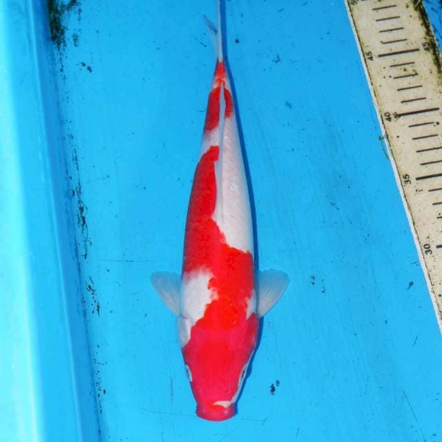 30CM KOHAKUKU