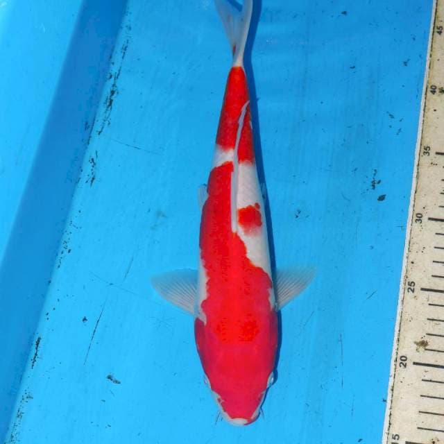 30CM KOHAKU JOSS