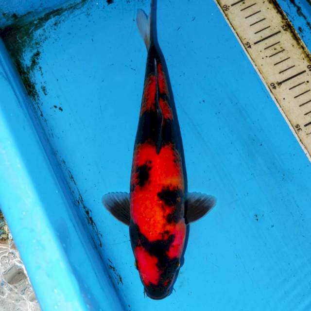 30CM HI UTSURI SQ
