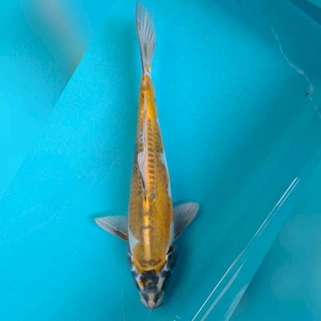 YELLOW KIKO 30CM JANTAN