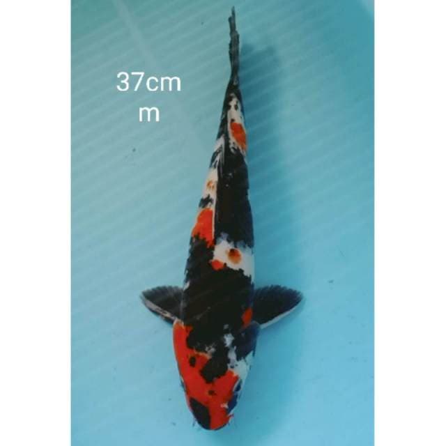 Showa 37cm