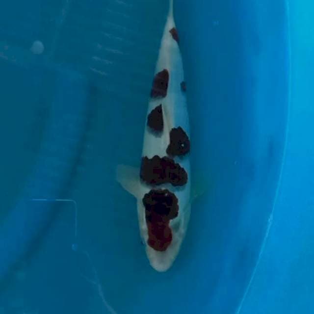 Goromo