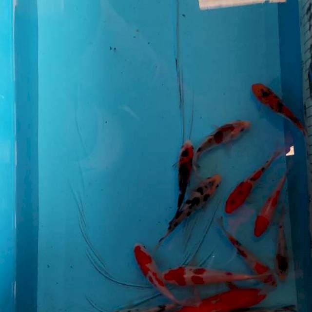 Mix 15 ekor 8-13 cm