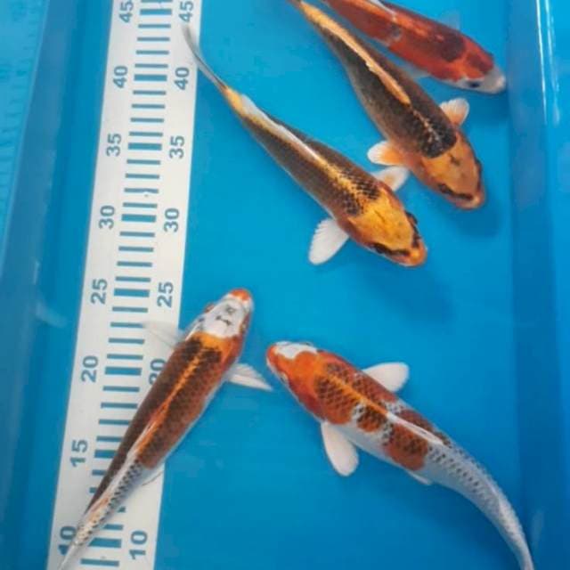 Paket 5 ekor kujaku 22-24 cm
