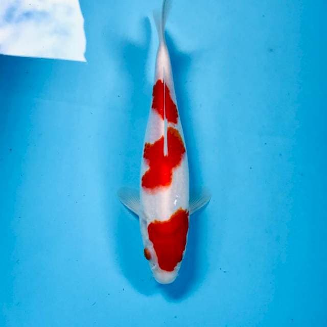 Kohaku, 27 cm
