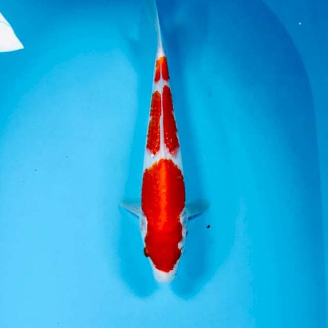 Kohaku, 27 cm