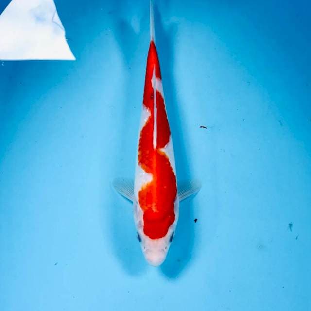 Inazuma, 25 cm