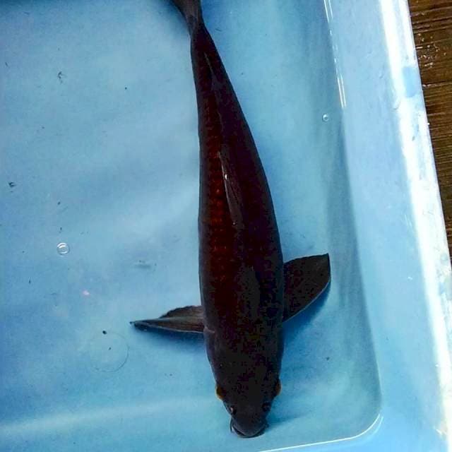 Karashu 32cm