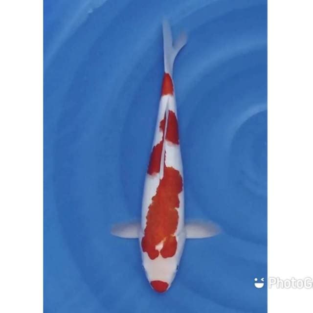 Kohaku original 40bu/37cm