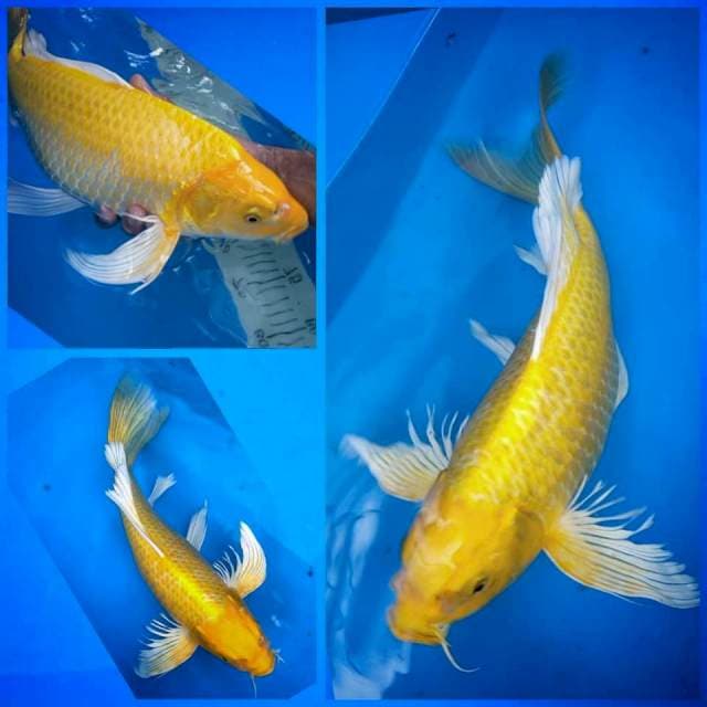 Jumbo long fin