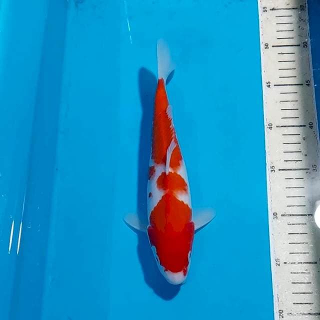 KOHAKU 26 CM